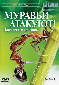BBC: Муравьи атакуют 2006