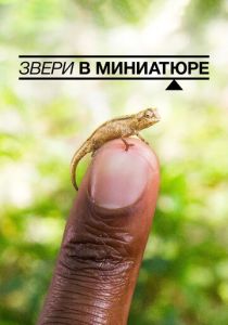 Звери в миниатюре 2017