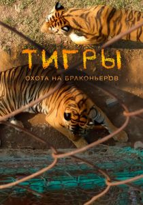 Тигры: Охота на браконьеров 2020