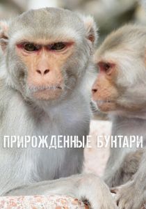 Прирожденные бунтари 2018