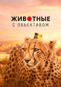 Животные с объективом 2018