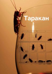 Таракан 2010